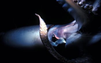 Giant-Squid-Deep-Sea.jpg